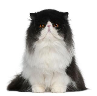 Black And White Persian Cat