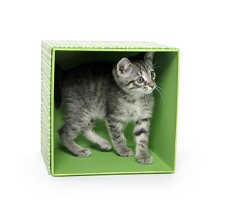 Cute Tabby Kitten In A Box