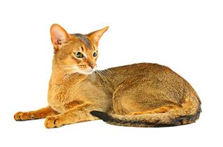 Abyssinian Cat