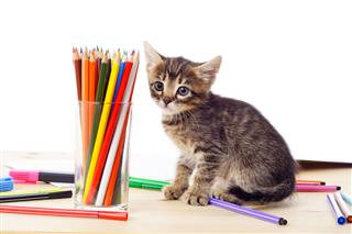 Tabby Kitten On Table With Pencils