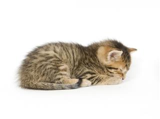 Tabby Cat Sleeping