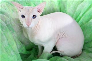 Peterbald Hairless Cat