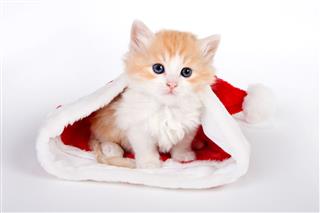 Kitten Sitting Inside Santas Hat