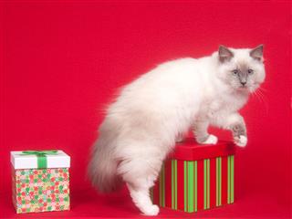 Ragdoll Cat On A Red Background