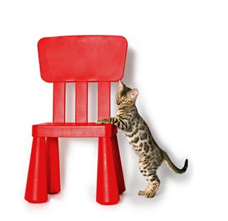 Bengal Kitten With Red Chair