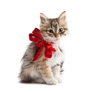 Siberian Kitten With Red Ribbon