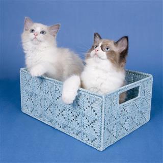 Ragdoll Kittens In Box