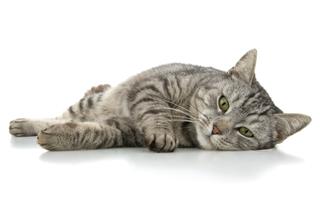Gray Domestic Cat Laying