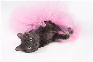 Gray Cat Wearing Pink Tutu