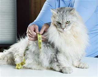 Over Weight Maine Coon Cat