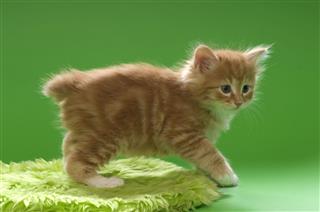 Kurilian Bobtail Kitten