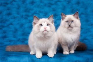 Two Ragdoll Cats