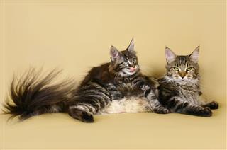 Kitten Maine Coon With Mother