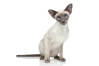 Oriental Blue Point Siamese Cat