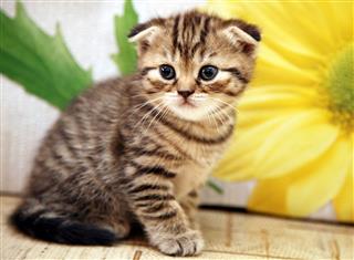 Striped Scottish Fold Kitten