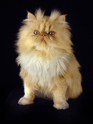 Ginger Persian Male Cat