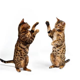 Bengal Cats Fighting