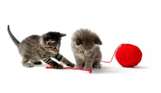 Tabby Kittens And Yarn