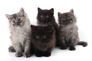 Grey Furry Kittens