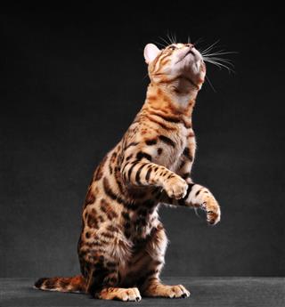 Bengal Cat Standing On Two Legs