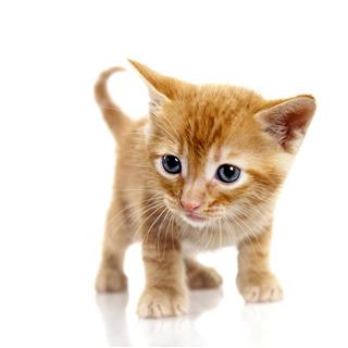 Tabby Small Kitten