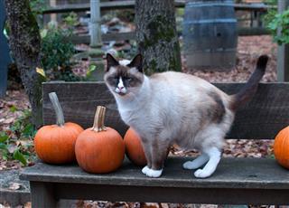 Siamese Cat With Pumpkins
