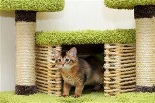 Cute Somali Kitten Indoor