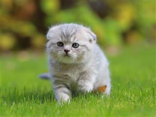 Cute Kitten Walking On Green Grass