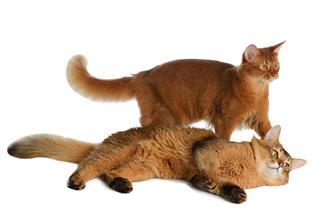 Two Somali Cats