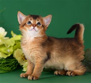 Cute Somali Kitten