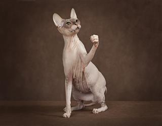Don Sphynx Cat With Paw Up