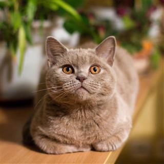 British Shorthair Lilac Cat