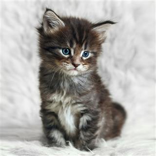 Small Maine Coon Kitten