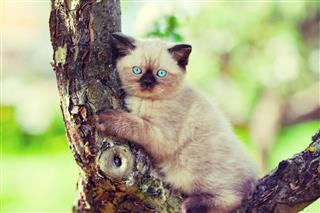 Siamese Kitten Sitting On A Tree