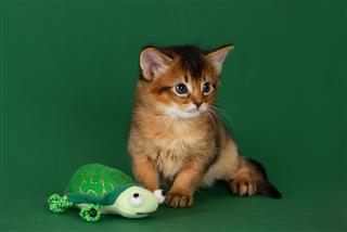 Cute Somali Kitten