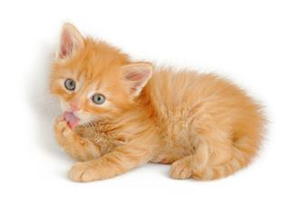 Red Kitten Licking His Paw