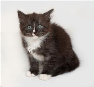 Siberian Fluffy Black And White Kitten