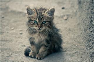 Cute Stray Cat