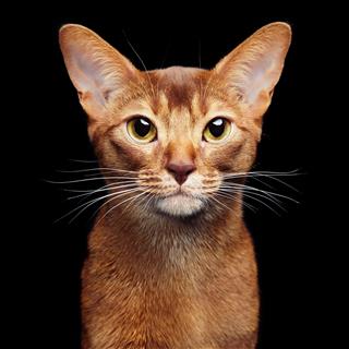 Beautiful Young Abyssinian Cat