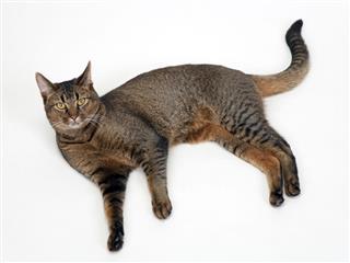 Abyssinian Male Cat