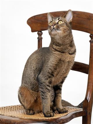 Abyssinian Male Cat