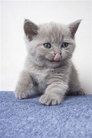 Kitten British Shorthair
