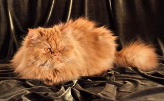Red Persian Cat