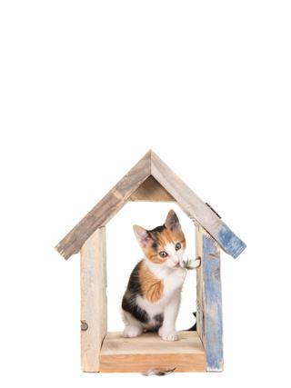 Cat In Birdhouse