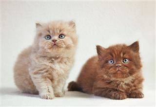 British Long Hair Kittens