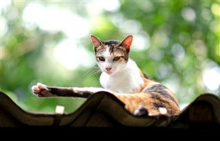 Relaxed Calico Cat