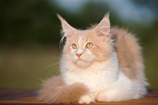 Young Maine Coon Cat