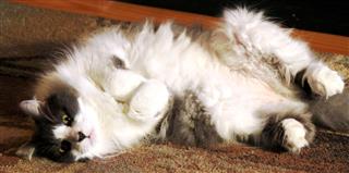 Playful Maine Coon Cat
