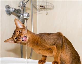 Abyssinian Cat Drinks Water