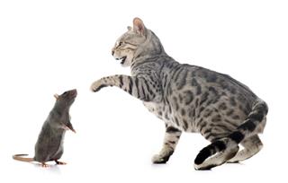 Bengal Cat Hunting Rat